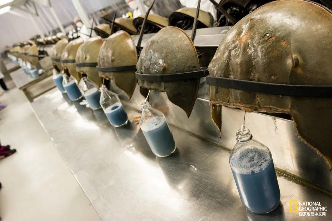 (厚礼蟹)鲎,人类真正的“厚礼蟹” 第2张 (厚礼蟹)鲎,人类真正的“厚礼蟹” 第2张