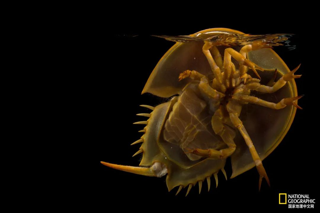(厚礼蟹)鲎,人类真正的“厚礼蟹” 第8张 (厚礼蟹)鲎,人类真正的“厚礼蟹” 第8张
