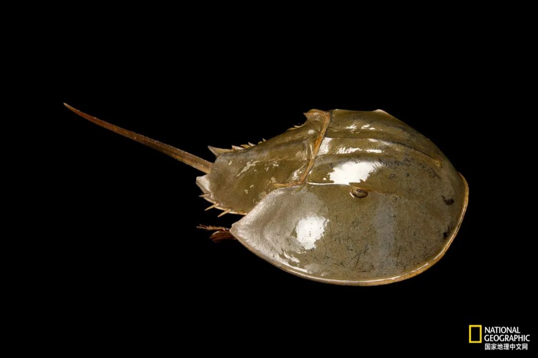 (厚礼蟹)鲎,人类真正的“厚礼蟹” 第9张 (厚礼蟹)鲎,人类真正的“厚礼蟹” 第9张