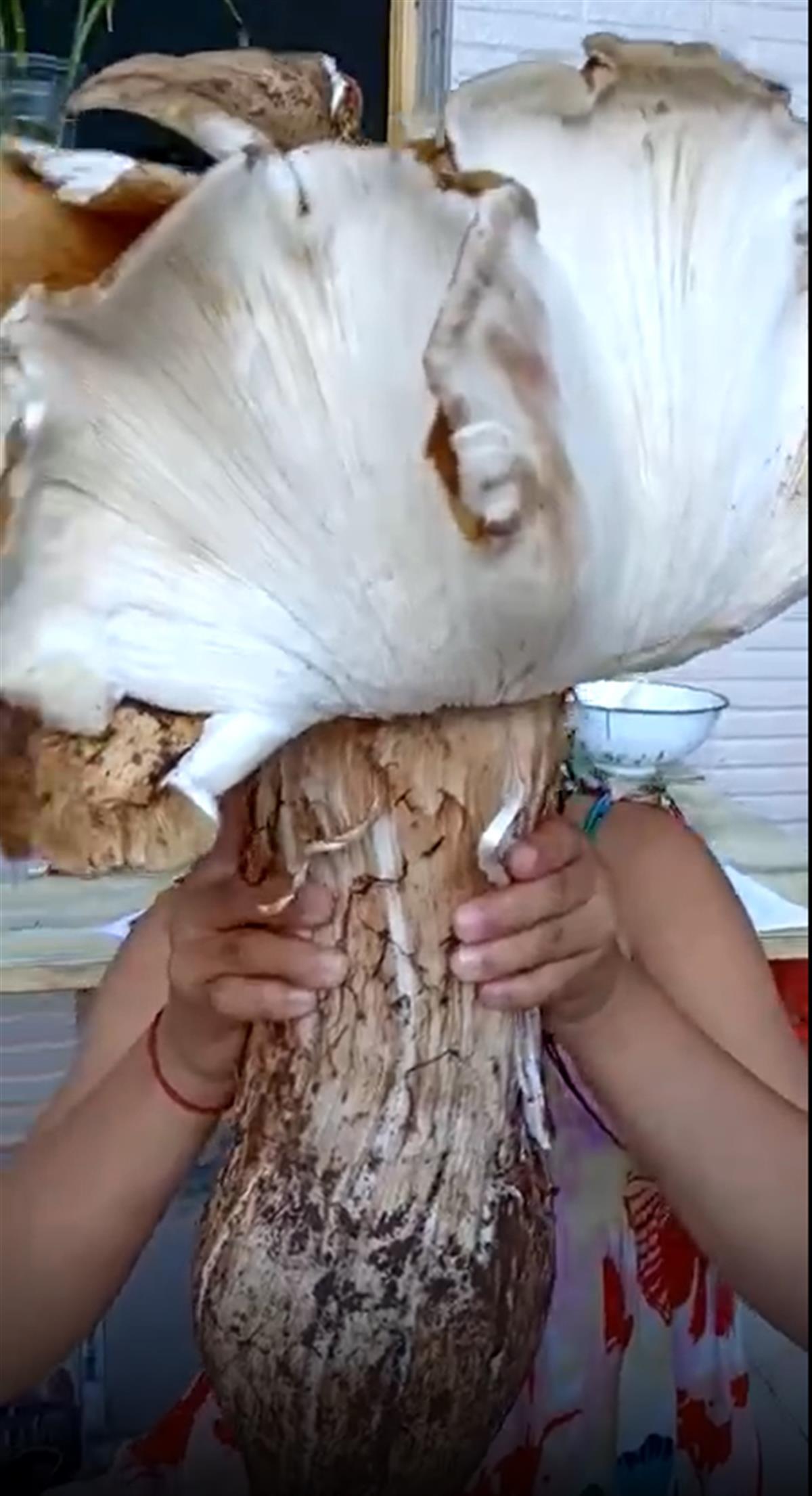 (云南村民挖到5斤重“鸡枞王”)云南村民挖到5斤重“鸡枞王”,收购者:炸着吃了,口感正常 第1张 (云南村民挖到5斤重“鸡枞王”)云南村民挖到5斤重“鸡枞王”,收购者:炸着吃了,口感正常 第1张