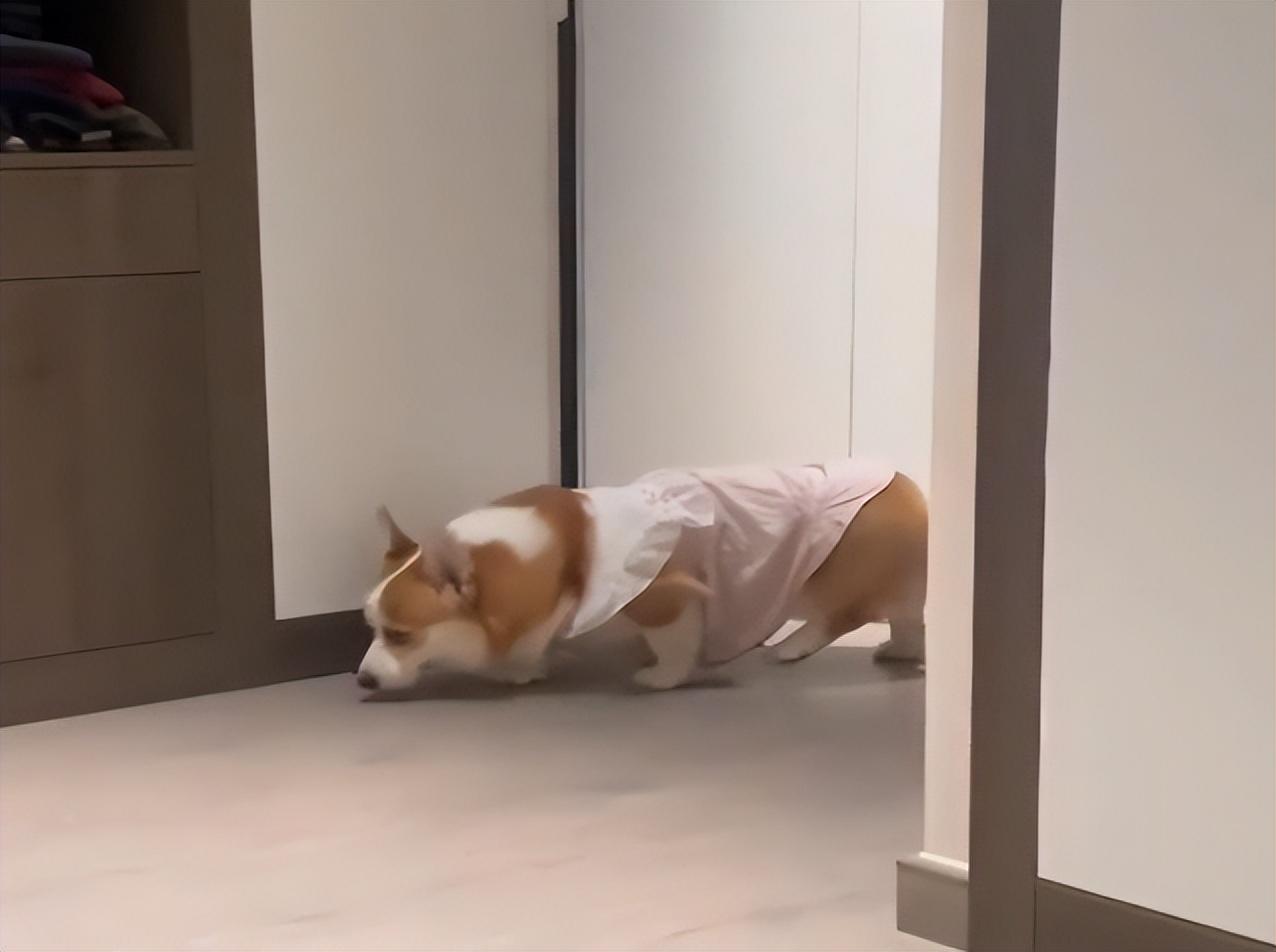 (柯基蹑手蹑脚潜到主人床边睡觉)柯基蹑手蹑脚潜到主人床边睡觉惹人乐,它为何喜欢躺主人身边呢? 第1张 (柯基蹑手蹑脚潜到主人床边睡觉)柯基蹑手蹑脚潜到主人床边睡觉惹人乐,它为何喜欢躺主人身边呢? 第1张