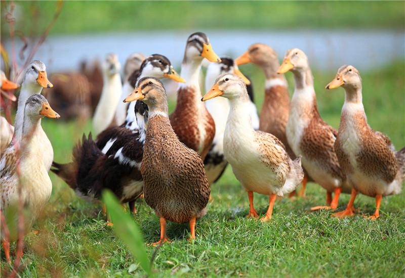 (农村养什么兔子赚钱)农村养殖业,什么项目比较稳、回本快呢?推荐一些 第2张 (农村养什么兔子赚钱)农村养殖业,什么项目比较稳、回本快呢?推荐一些 第2张