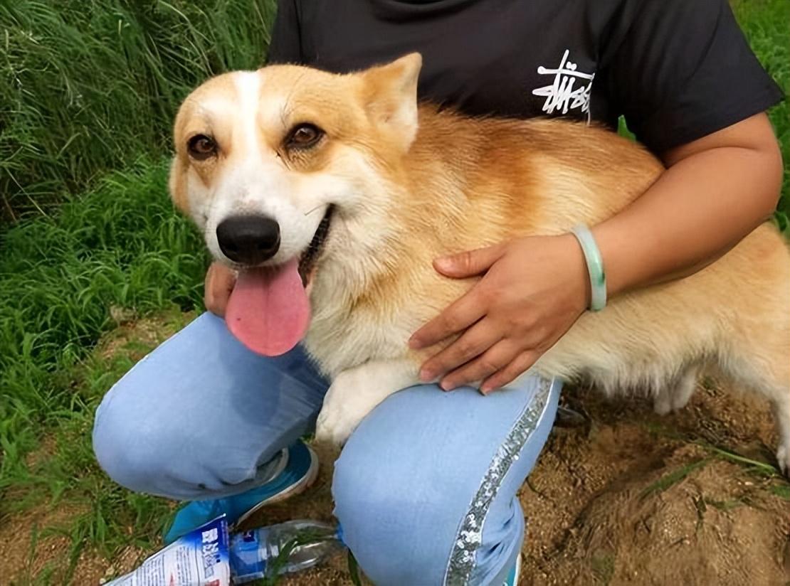 (柯基蹑手蹑脚潜到主人床边睡觉)柯基蹑手蹑脚潜到主人床边睡觉惹人乐,它为何喜欢躺主人身边呢? 第3张 (柯基蹑手蹑脚潜到主人床边睡觉)柯基蹑手蹑脚潜到主人床边睡觉惹人乐,它为何喜欢躺主人身边呢? 第3张