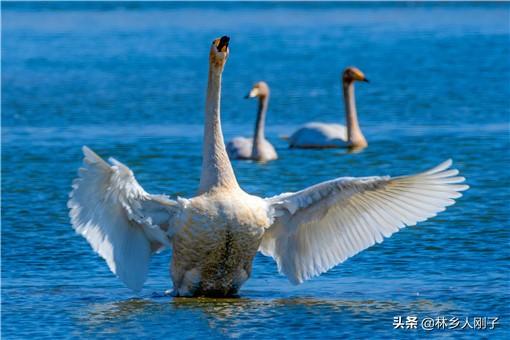 (养500只鹅需多少投资)养500只鹅需多少投资?养鹅有哪些注意事项? 第2张 (养500只鹅需多少投资)养500只鹅需多少投资?养鹅有哪些注意事项? 第2张