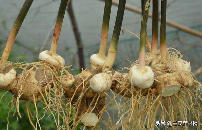 (黄精种植一亩投资多少)2019黄精种植前景分析和一亩中药材黄精要投资多少钱? 第3张 (黄精种植一亩投资多少)2019黄精种植前景分析和一亩中药材黄精要投资多少钱? 第3张
