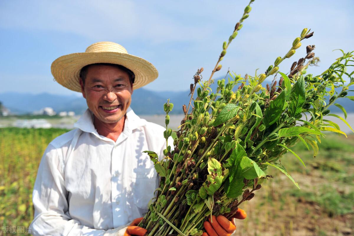 为何有人到农村回收芝麻杆?芝麻杆有何作用?5大用处变废为宝(芝麻粒有什么用)  第1张