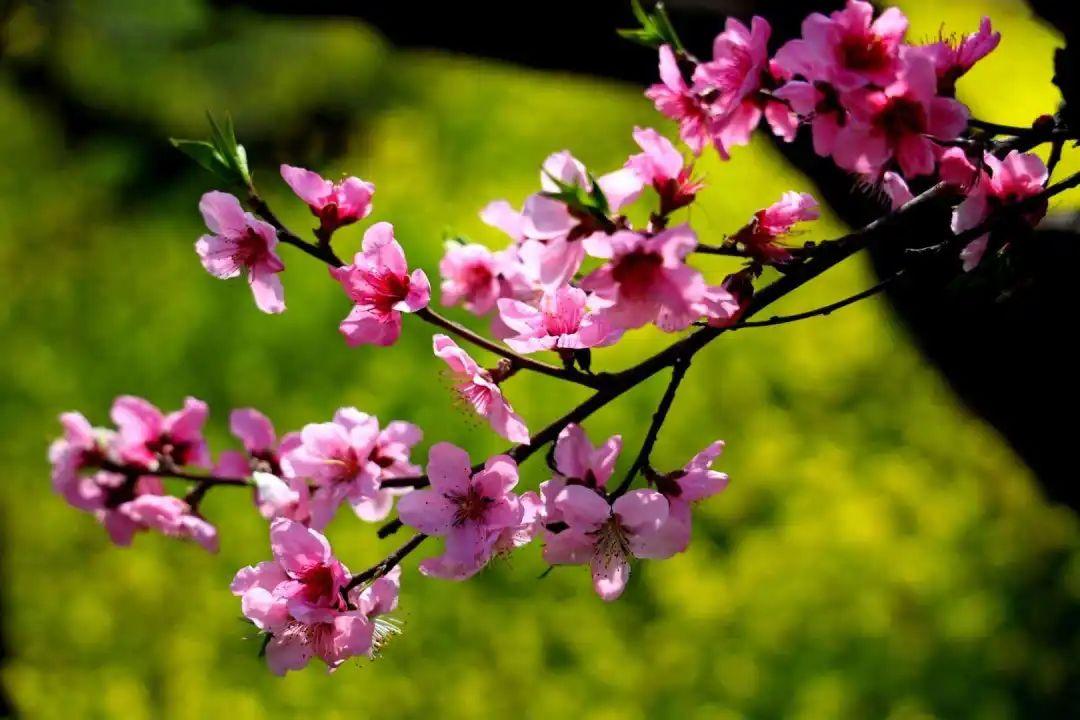 低眉信手续续弹，低眉信手续续弹，说尽心中无限事  第4张