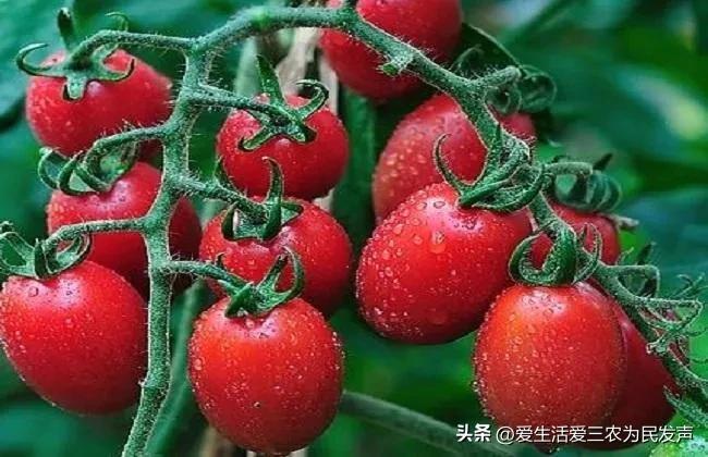 (家庭创业致富小项目)在家种什么既赚钱又简单?这些项目值得考虑,有人因此发家致富! 第3张 (家庭创业致富小项目)在家种什么既赚钱又简单?这些项目值得考虑,有人因此发家致富! 第3张