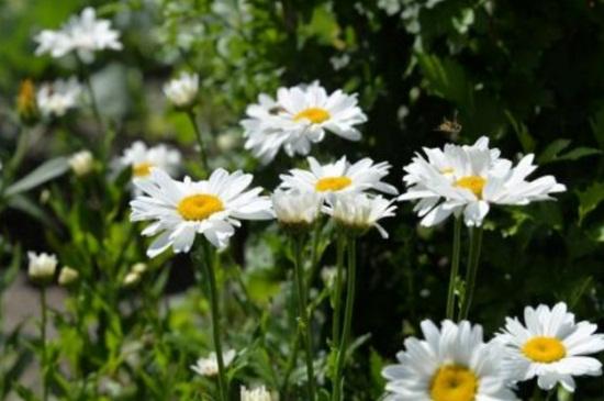 (小雏菊的花语)小皱菊的花语是什么?考拉园艺网带你了解小皱菊  第3张