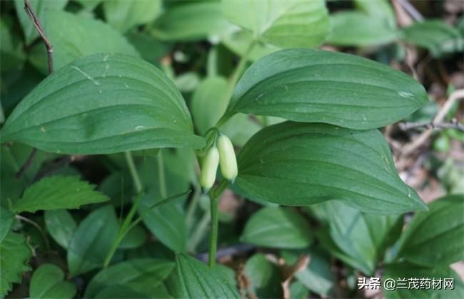 (黄精种植一亩投资多少)2019黄精种植前景分析和一亩中药材黄精要投资多少钱? 第4张 (黄精种植一亩投资多少)2019黄精种植前景分析和一亩中药材黄精要投资多少钱? 第4张