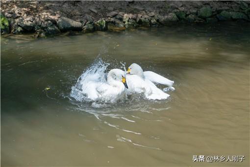 (养500只鹅需多少投资)养500只鹅需多少投资?养鹅有哪些注意事项? 第1张 (养500只鹅需多少投资)养500只鹅需多少投资?养鹅有哪些注意事项? 第1张