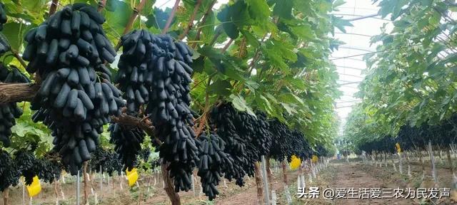 (家庭创业致富小项目)在家种什么既赚钱又简单?这些项目值得考虑,有人因此发家致富! 第6张 (家庭创业致富小项目)在家种什么既赚钱又简单?这些项目值得考虑,有人因此发家致富! 第6张