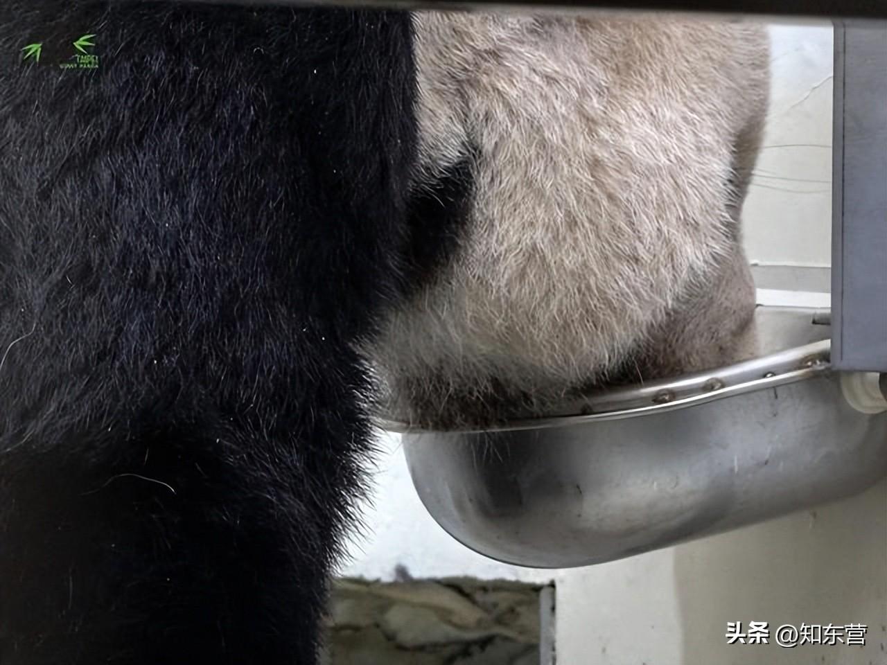 (“团团”疑有恶性肿瘤 用脚拖行前进)大熊猫“团团”疑有恶性肿瘤 用脚拖行前进  第6张