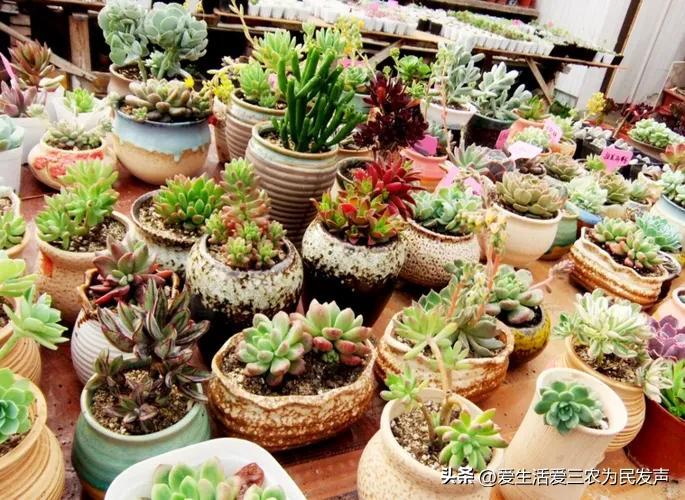(家庭创业致富小项目)在家种什么既赚钱又简单?这些项目值得考虑,有人因此发家致富! 第8张 (家庭创业致富小项目)在家种什么既赚钱又简单?这些项目值得考虑,有人因此发家致富! 第8张