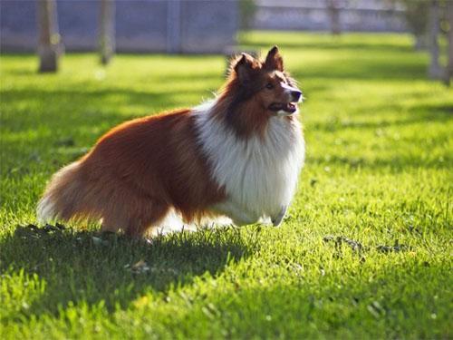 (十大聪明犬排名)狗狗智商排名,世界最聪明的十大狗狗,你知道哪些?  第6张 (十大聪明犬排名)狗狗智商排名,世界最聪明的十大狗狗,你知道哪些?  第6张