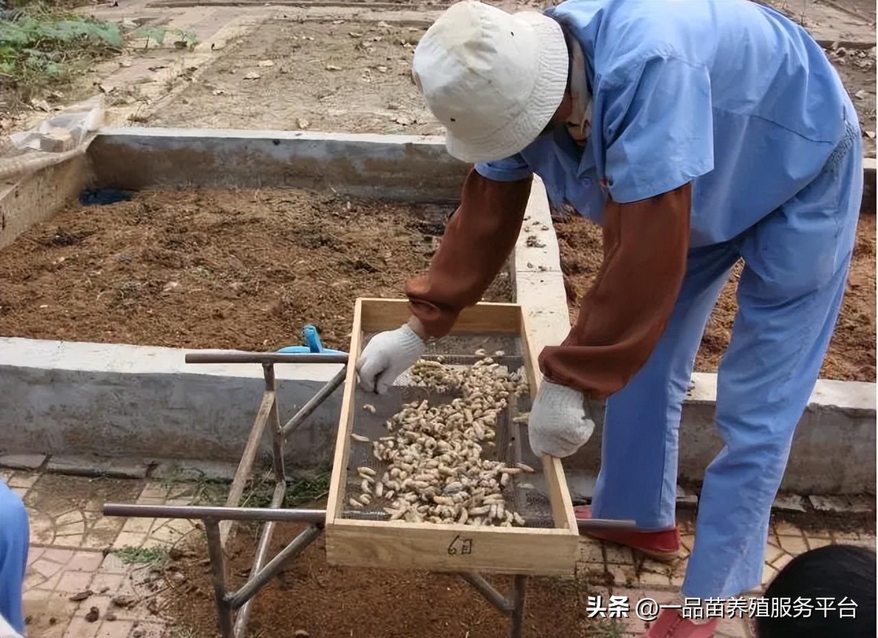 (创业养殖业项目 农村)在农村创业养这种“鸡母虫”,一亩收入4万,比养殖家禽风险还低 第3张 (创业养殖业项目 农村)在农村创业养这种“鸡母虫”,一亩收入4万,比养殖家禽风险还低 第3张