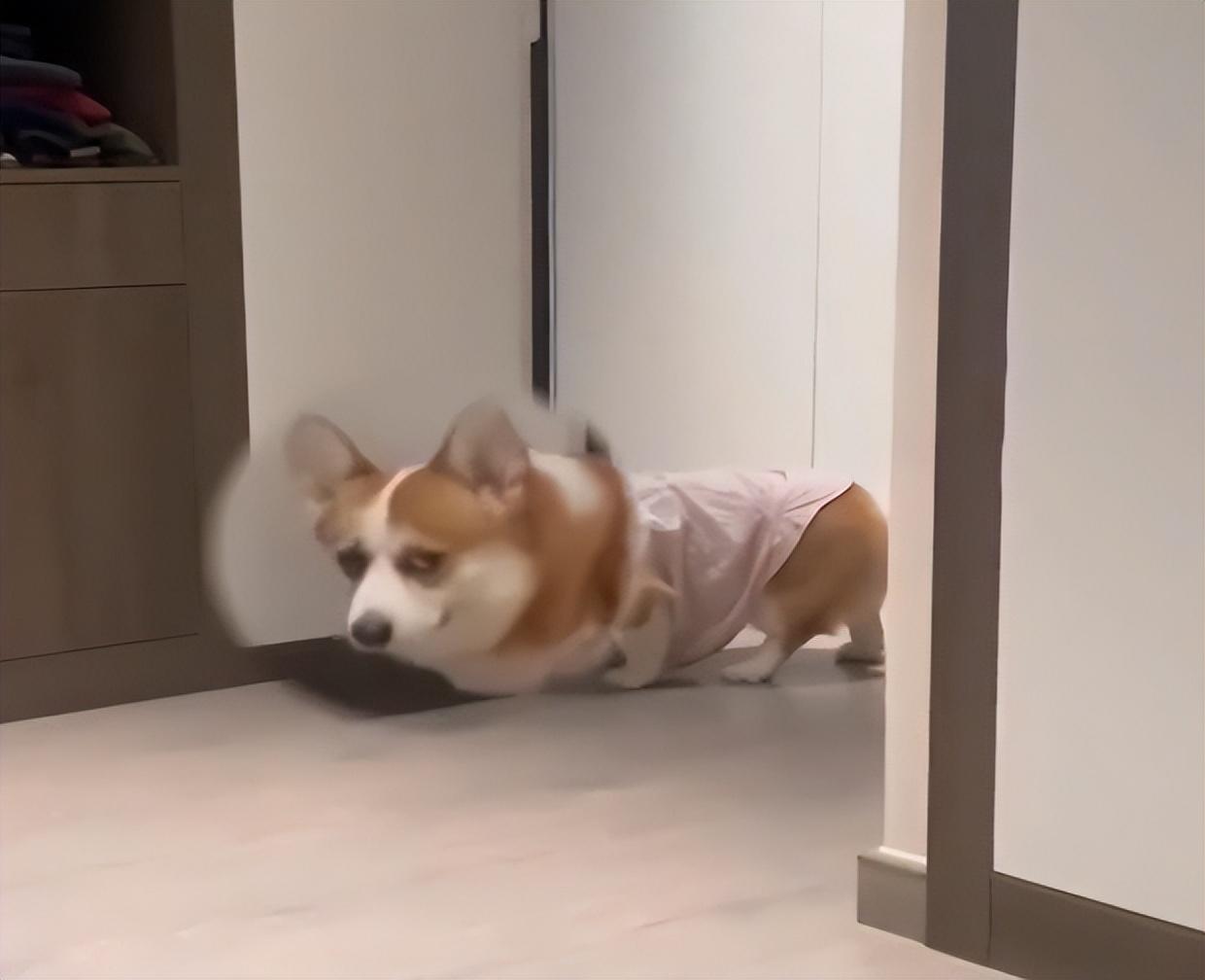 (柯基蹑手蹑脚潜到主人床边睡觉)柯基蹑手蹑脚潜到主人床边睡觉惹人乐,它为何喜欢躺主人身边呢? 第2张 (柯基蹑手蹑脚潜到主人床边睡觉)柯基蹑手蹑脚潜到主人床边睡觉惹人乐,它为何喜欢躺主人身边呢? 第2张