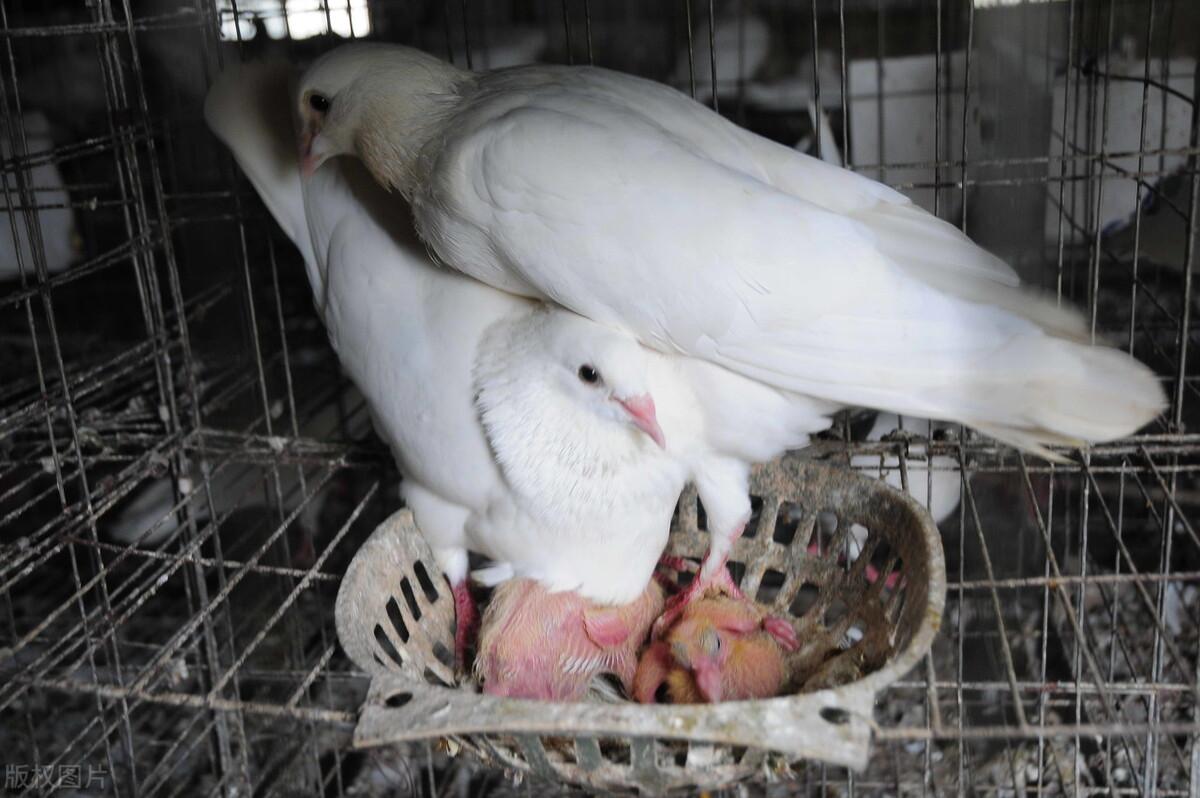 (养鸽子赚钱吗)2022年鸽子养殖赚钱吗? 第1张 (养鸽子赚钱吗)2022年鸽子养殖赚钱吗? 第1张