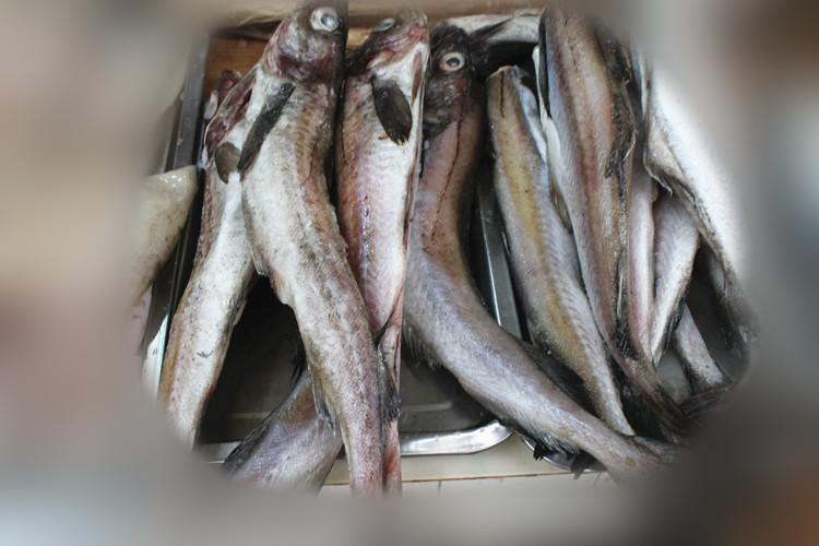 (明太鱼)明太鱼的“江湖”:韩国吃掉80%产量,俄罗斯借道中国抬价 第1张 (明太鱼)明太鱼的“江湖”:韩国吃掉80%产量,俄罗斯借道中国抬价 第1张