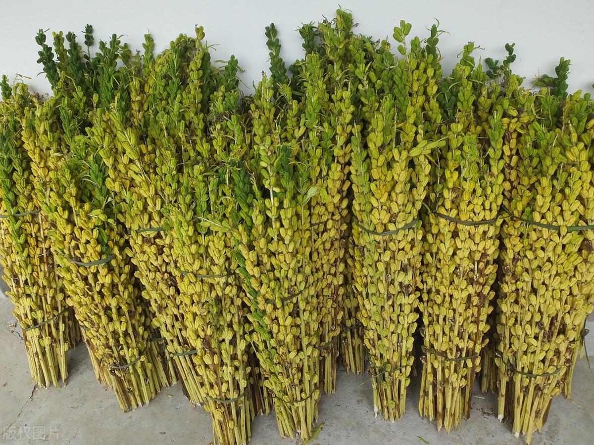 为何有人到农村回收芝麻杆?芝麻杆有何作用?5大用处变废为宝(芝麻粒有什么用)  第2张