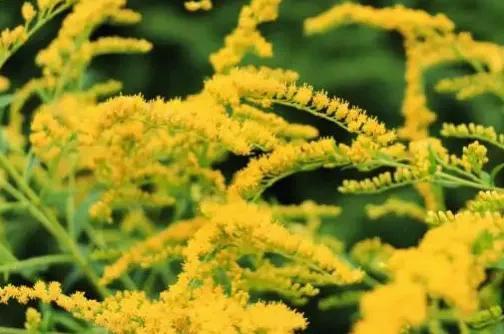 (武汉现上千亩加拿大一枝黄花)武汉惊现上千亩加拿大一枝黄花 第1张 (武汉现上千亩加拿大一枝黄花)武汉惊现上千亩加拿大一枝黄花 第1张