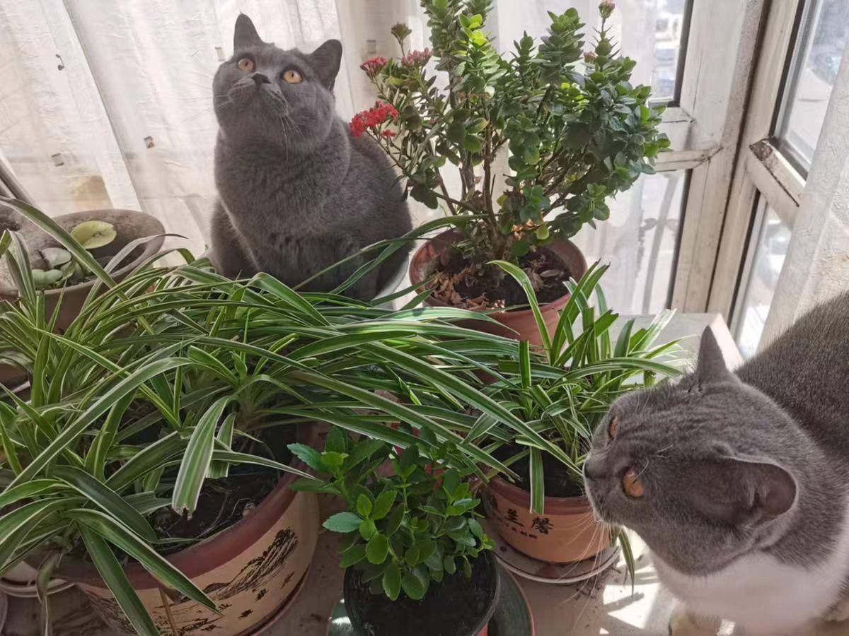 (猫粮排行榜前十名)国产猫粮排行榜前十名有哪些?  第5张