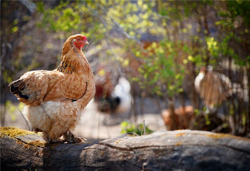 (农村养什么兔子赚钱)农村养殖业,什么项目比较稳、回本快呢?推荐一些 第1张 (农村养什么兔子赚钱)农村养殖业,什么项目比较稳、回本快呢?推荐一些 第1张