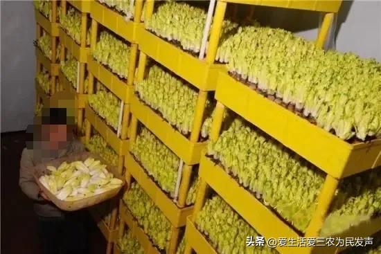 (家庭创业致富小项目)在家种什么既赚钱又简单?这些项目值得考虑,有人因此发家致富! 第11张 (家庭创业致富小项目)在家种什么既赚钱又简单?这些项目值得考虑,有人因此发家致富! 第11张