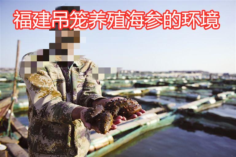 (哪里买海参比较好)哪里的海参好?海参产地大揭秘  第9张