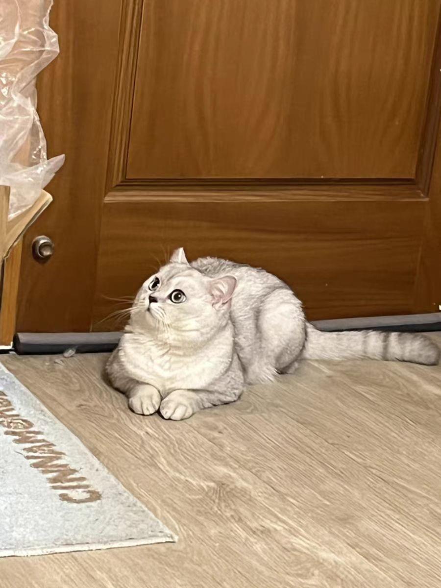 (猫粮排行榜前十名)国产猫粮排行榜前十名有哪些?  第2张