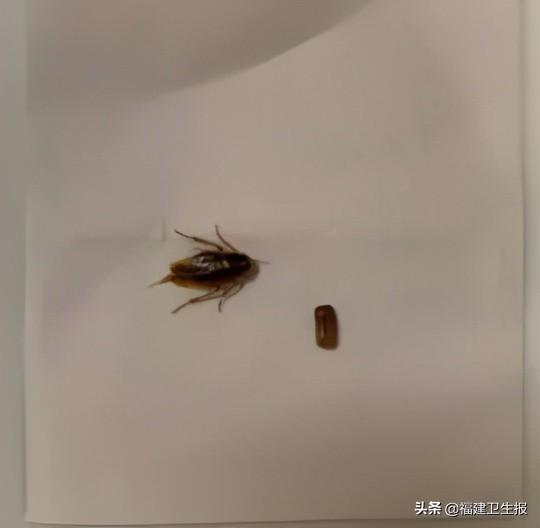 (蟑螂会靠近熟睡的人吗)深夜，蟑螂爬进厦门睡熟男子的耳朵里，还产下“一窝崽”!医生:千万别掏  第3张
